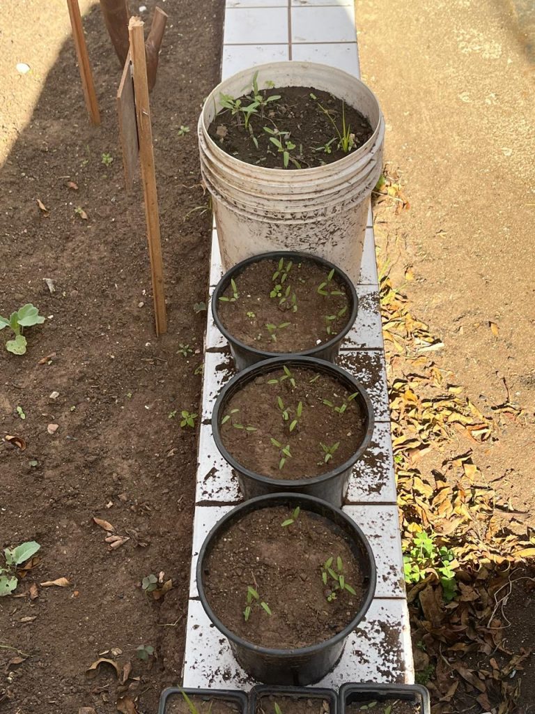 Estudantes de Agronomia da PUCPR realizam projeto de extensão em colégios de Curitiba