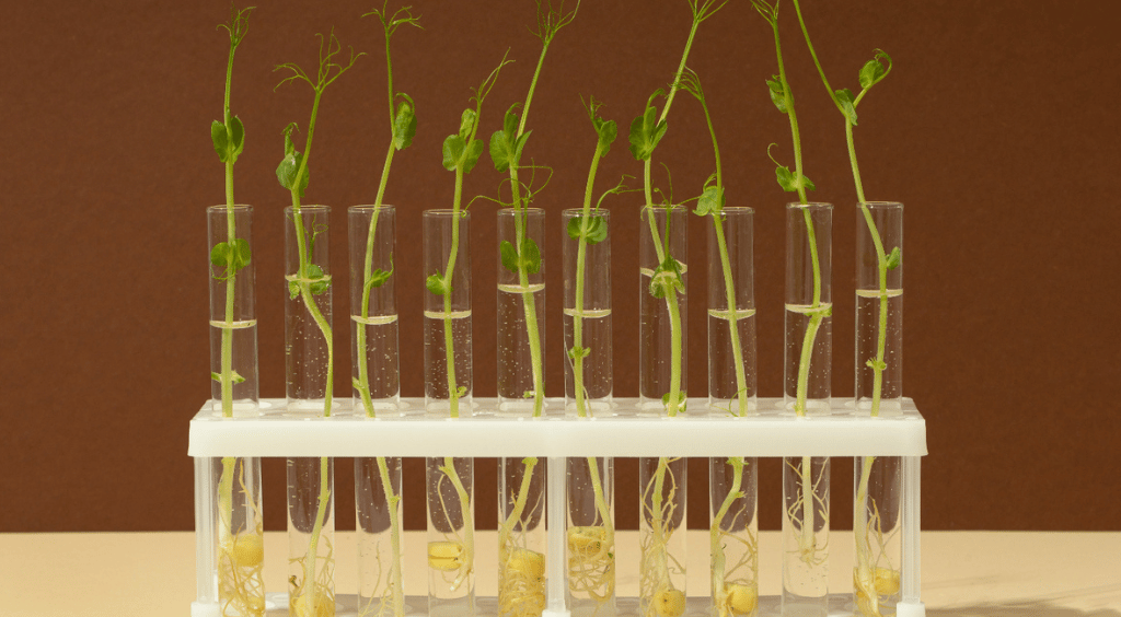 O que significam as cores da Biotecnologia?