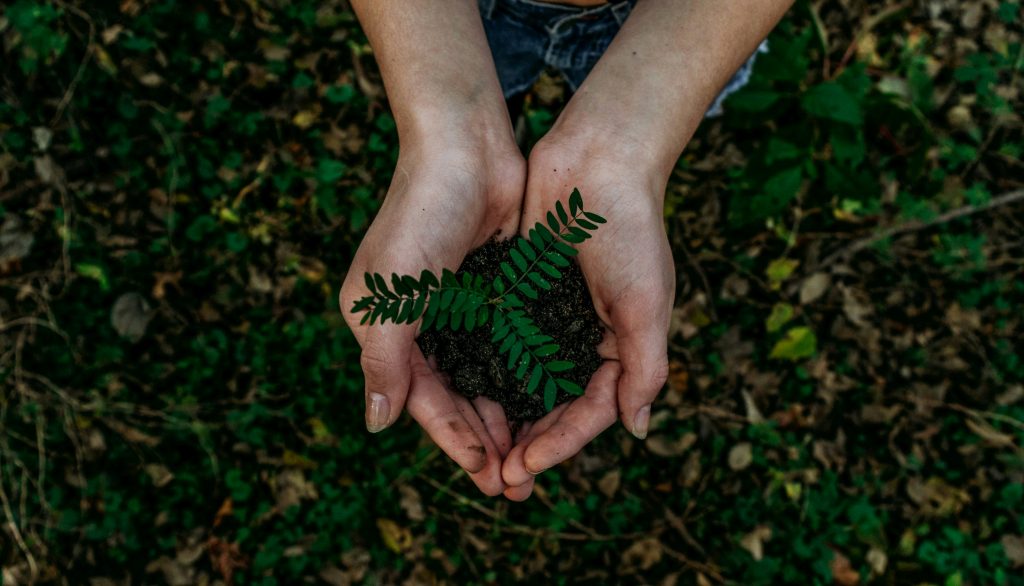 Foto de um par de mãos, unido, segurando terra uma pequena planta, com um fundo de grama atrás. Imagem tirada de cima.