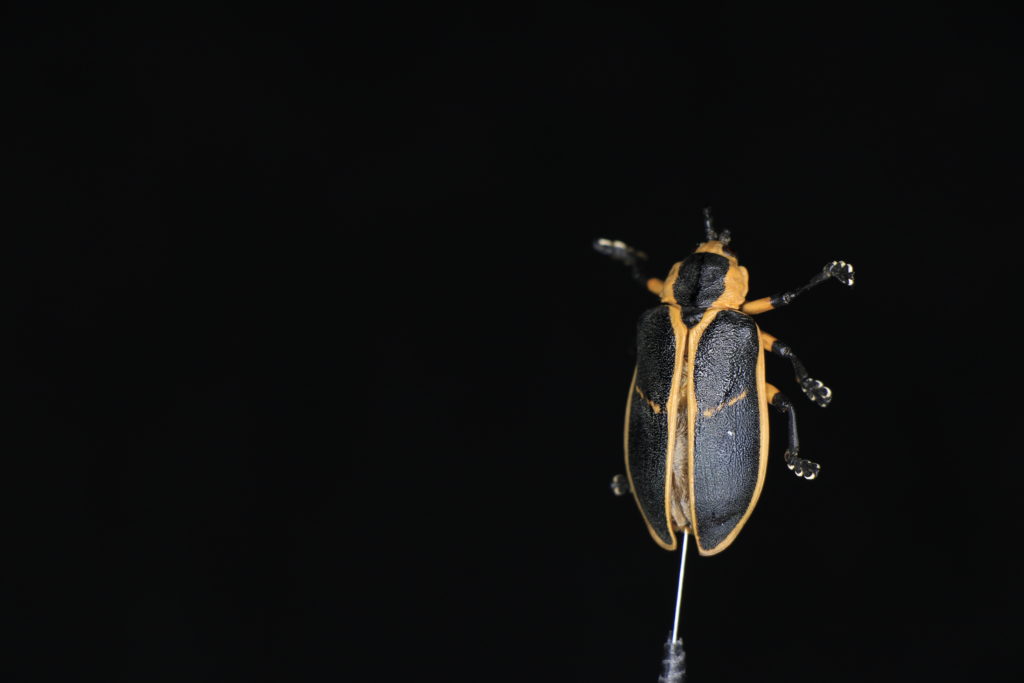 foto do inseto real que será digitalizado